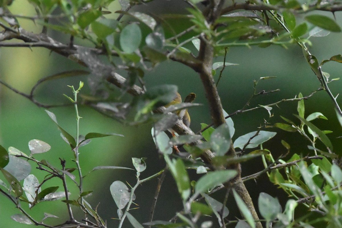 Common Tailorbird - ML647893412