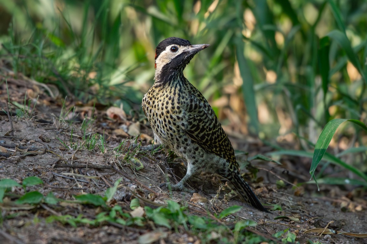 Декол плямистоволий - ML647893414