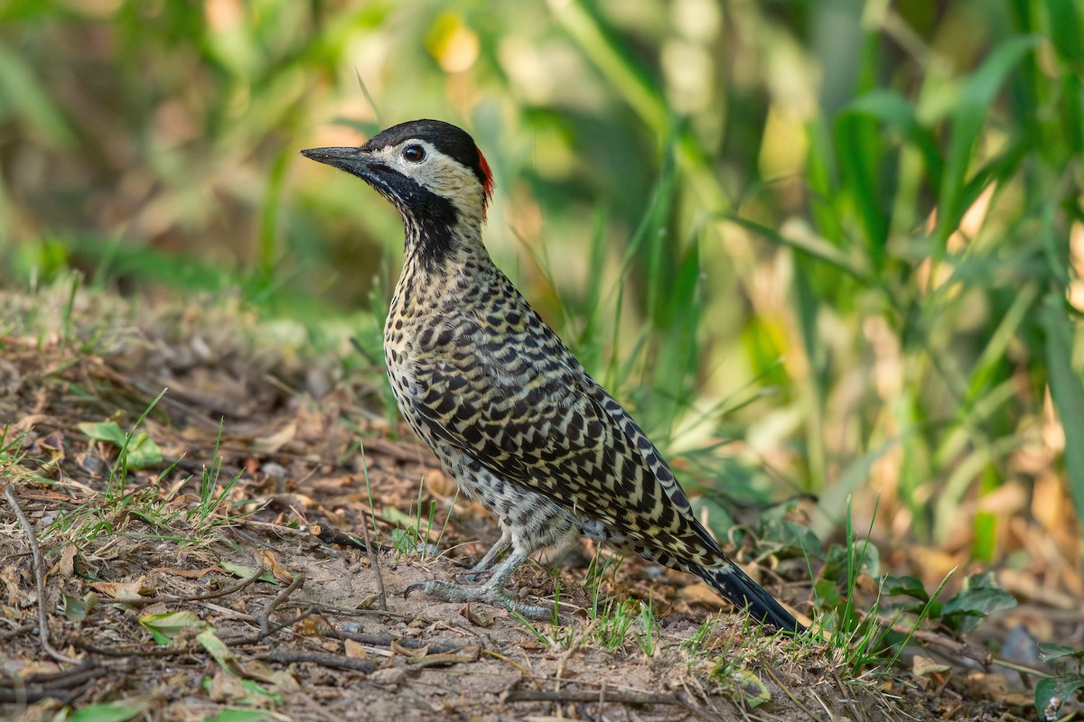 Декол плямистоволий - ML647893415