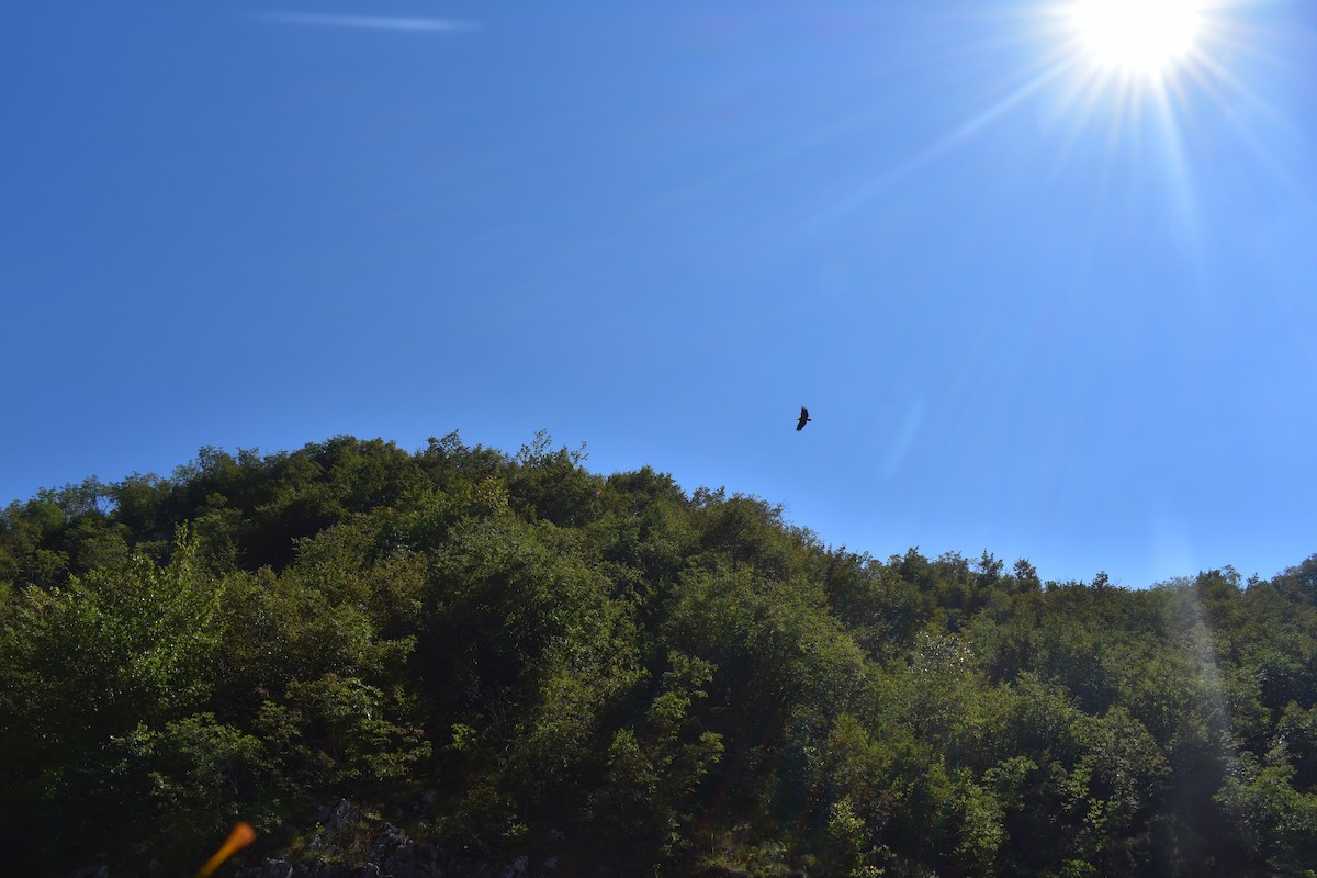 Белоголовый сип - ML647893417