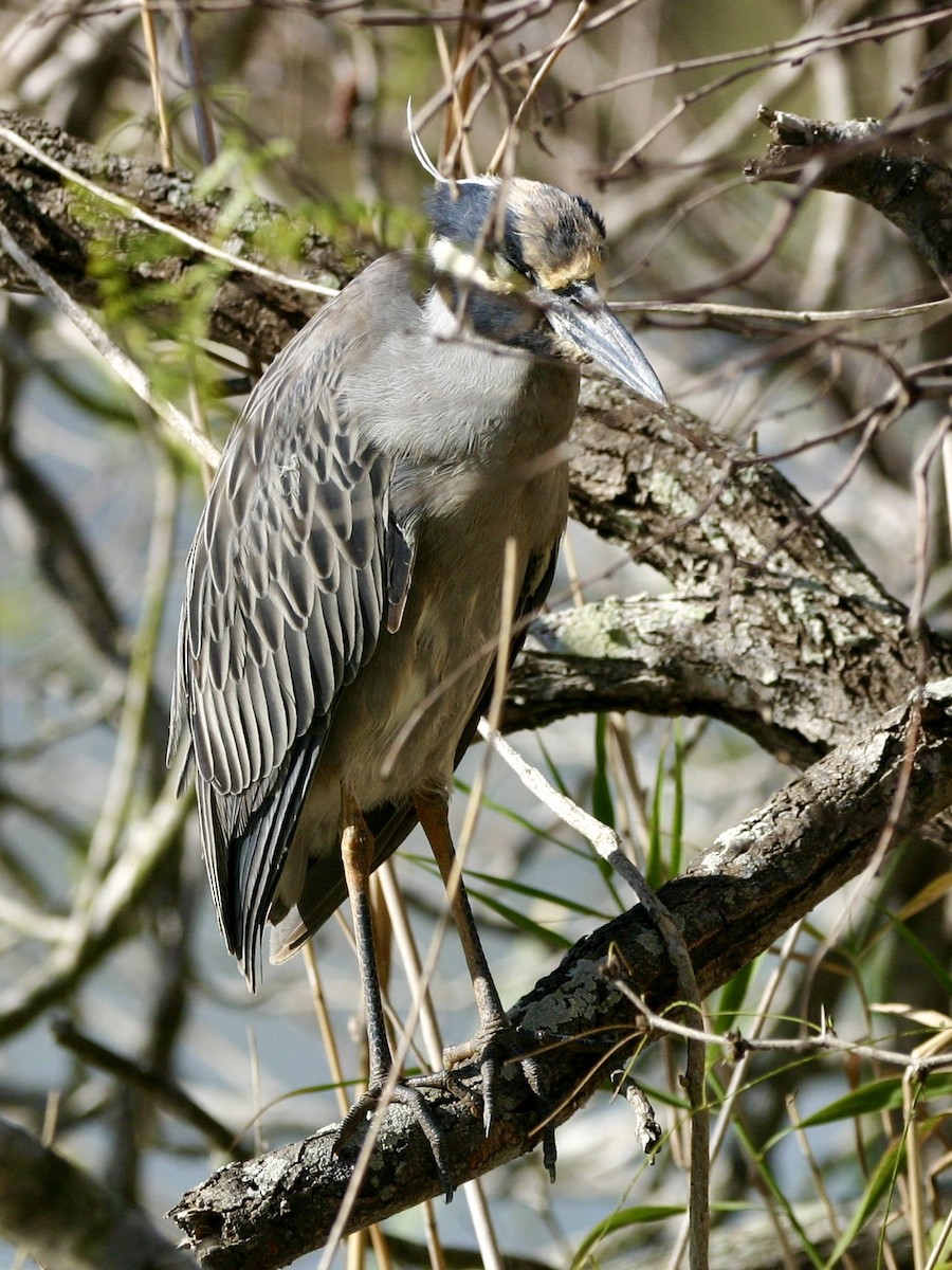 Yellow-crowned Night Heron - ML647893420