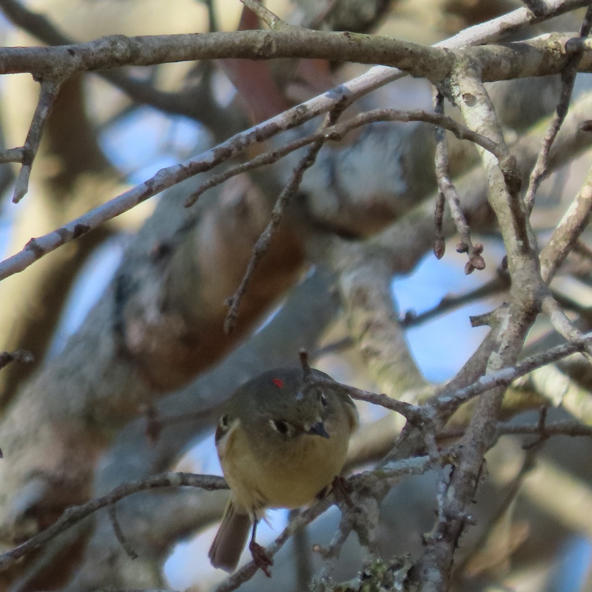 králíček americký - ML647893429