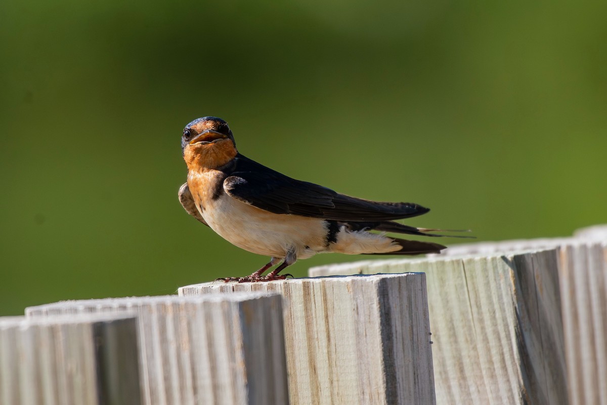 Деревенская ласточка - ML647893439