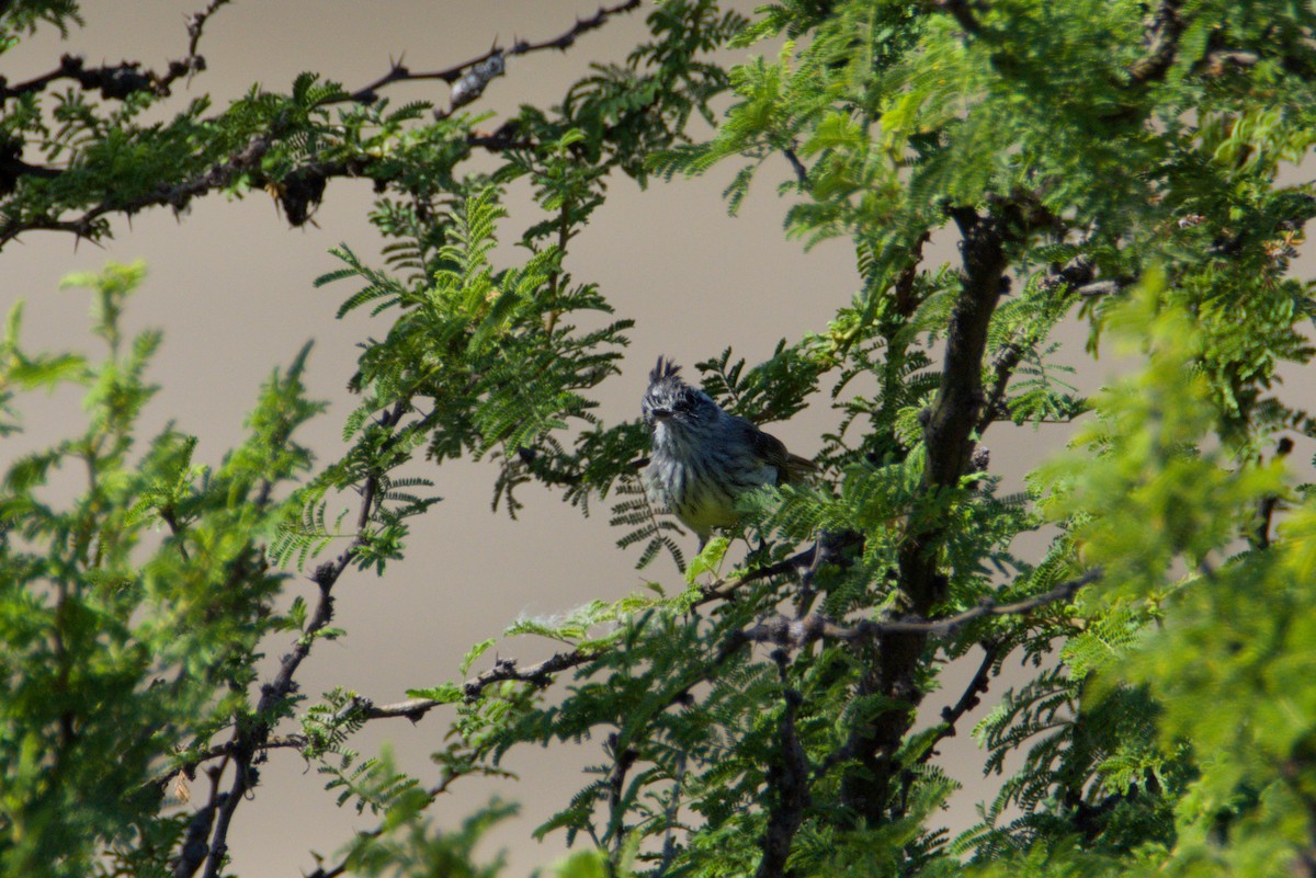 Синицевый гренадерчик - ML647893440