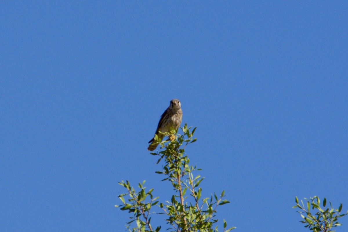 Воробьиная пустельга - ML647893443