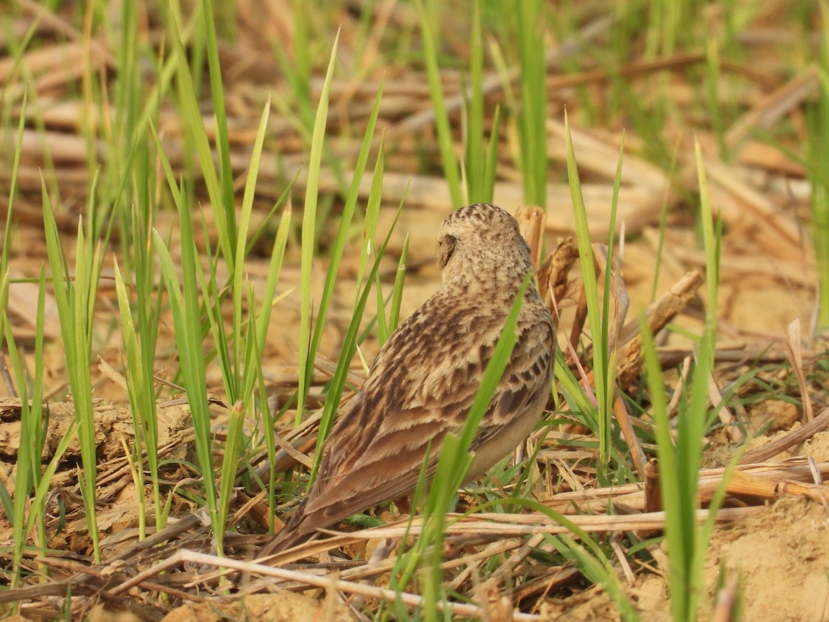 Восточный жаворонок - ML647893445