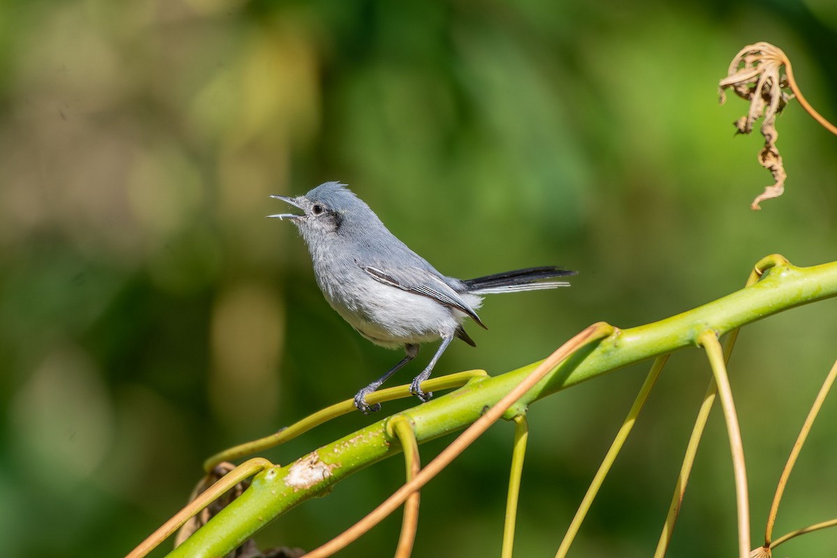 Масковая комароловка - ML647893446