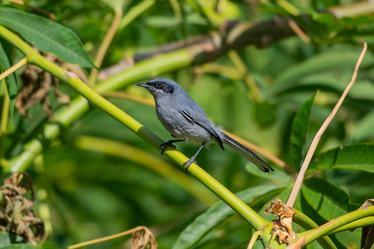 Масковая комароловка - ML647893447