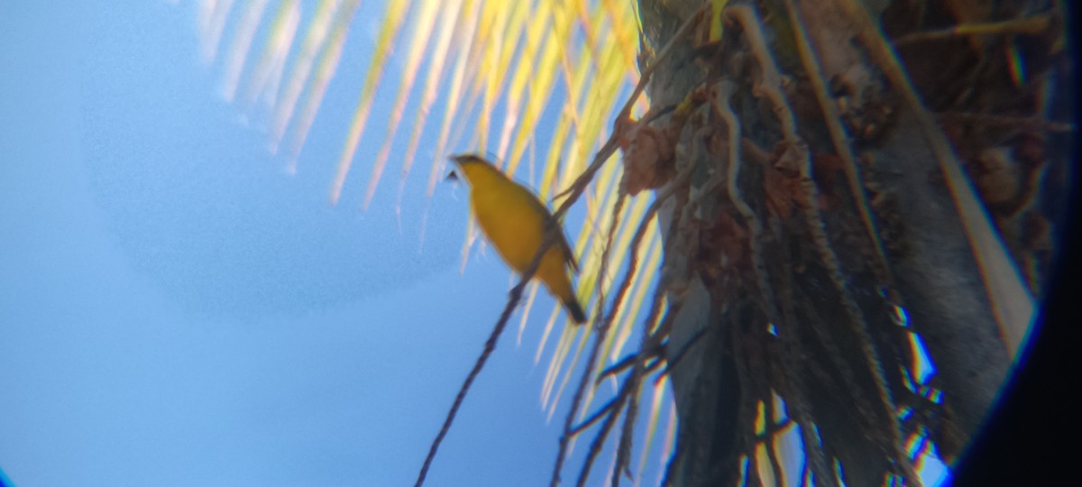 Толстоклювая эуфония - ML647893448