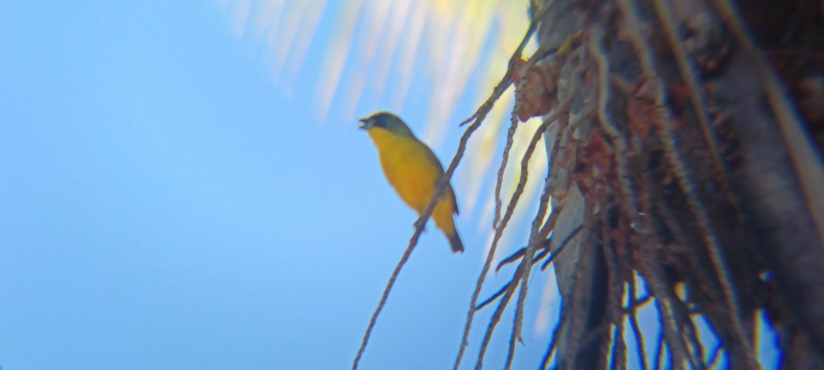 Толстоклювая эуфония - ML647893450