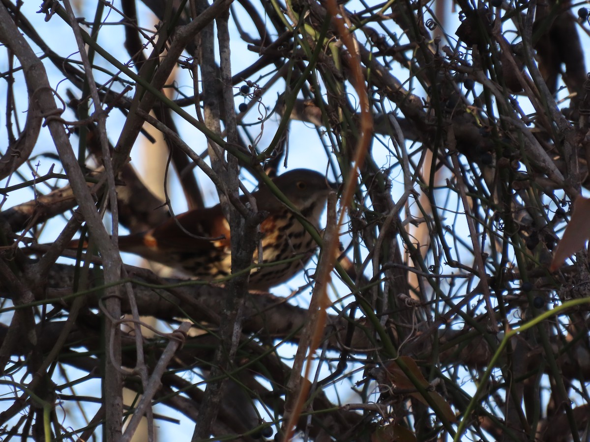 Рыжий пересмешник - ML647893451
