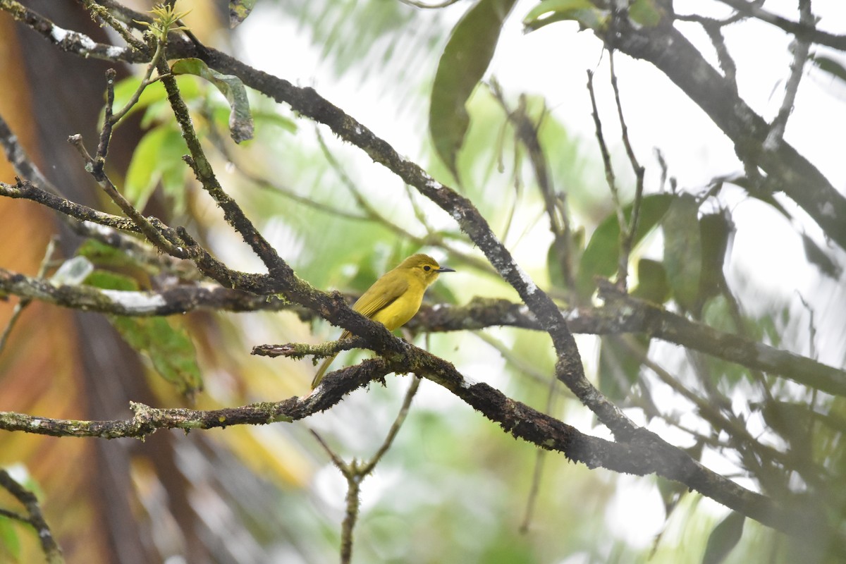 Оливково-жёлтый бюльбюль - ML647893452