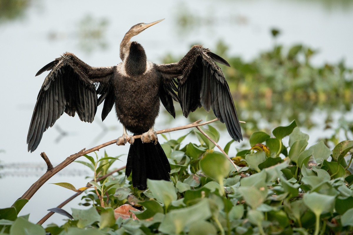 Азиатская змеешейка - ML647893453