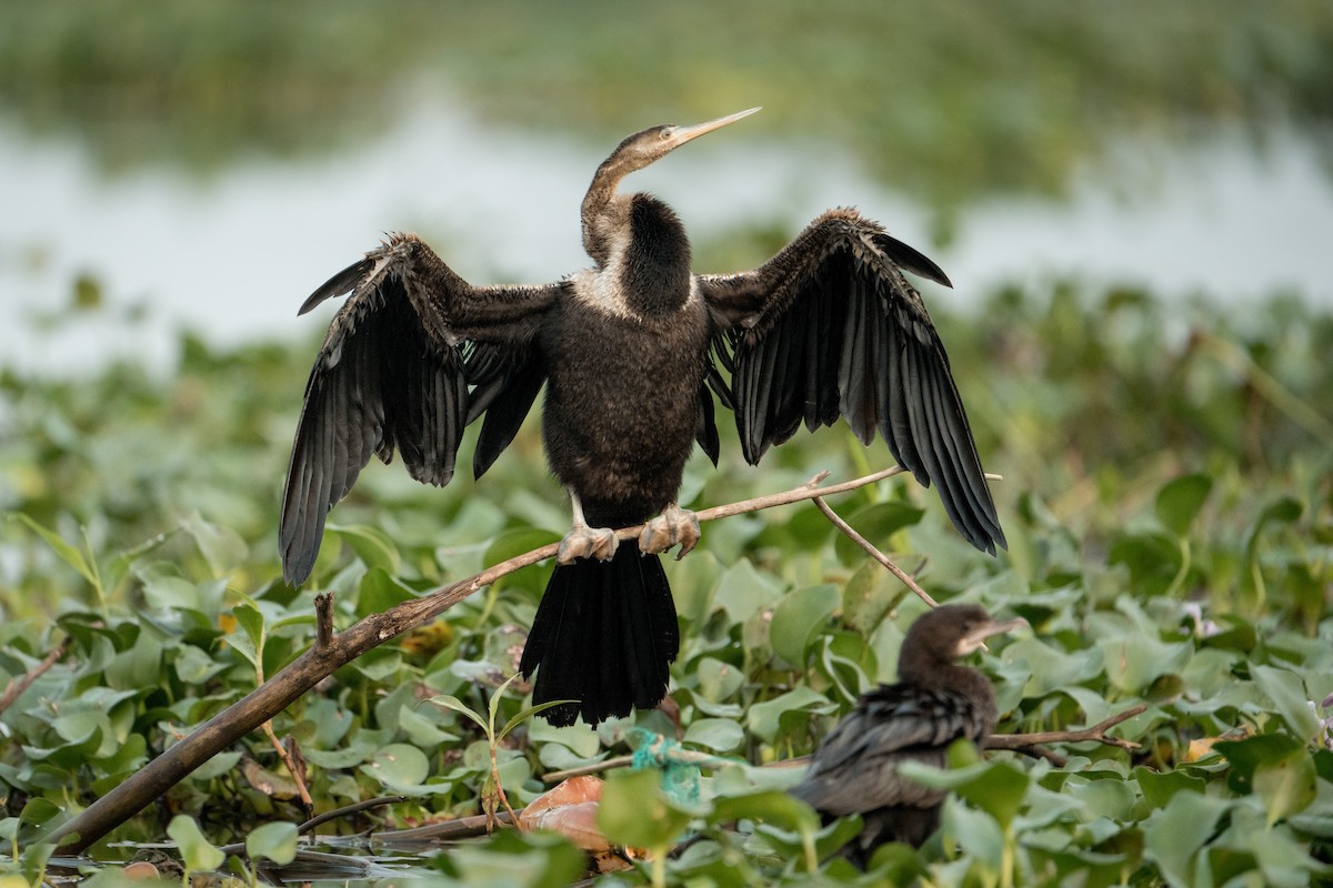 Азиатская змеешейка - ML647893454