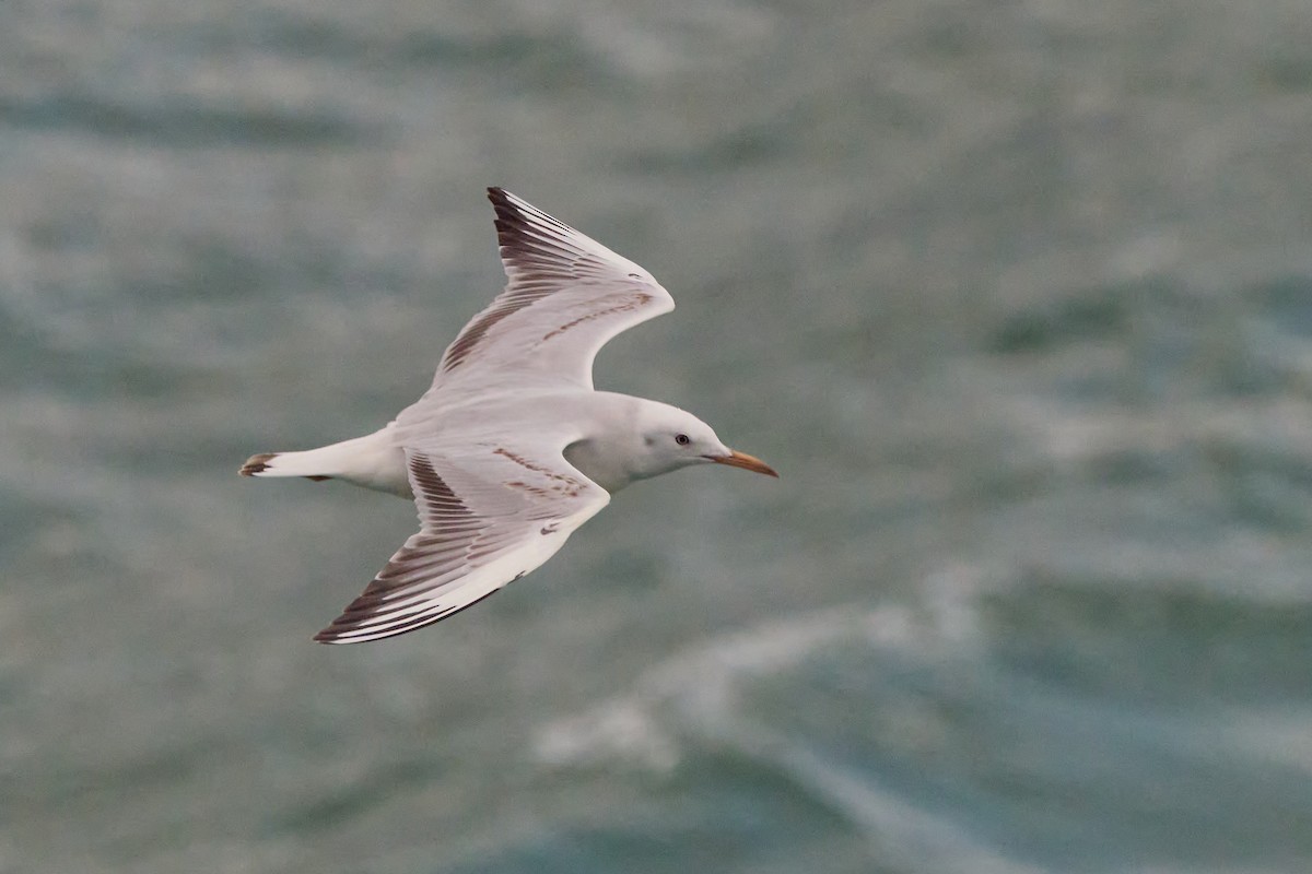 Морской голубок - ML647893455