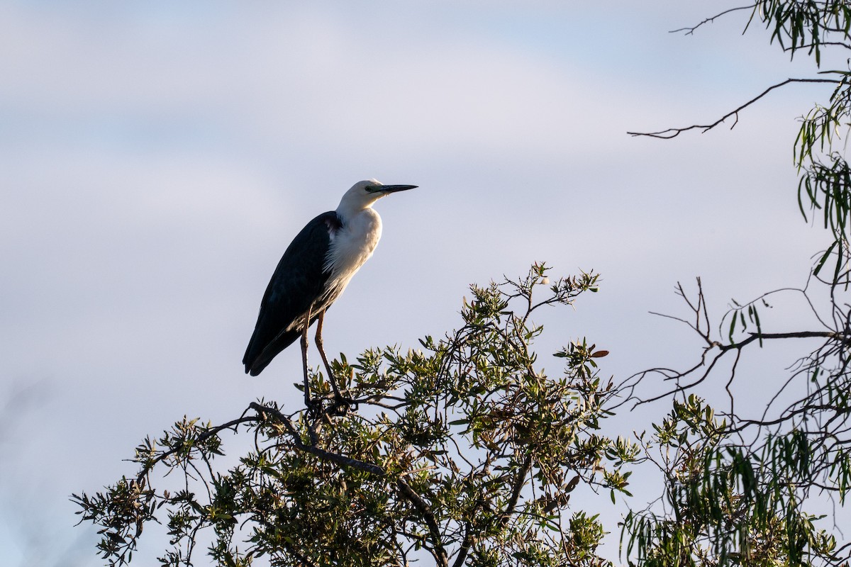 Белошейная цапля - ML647893457