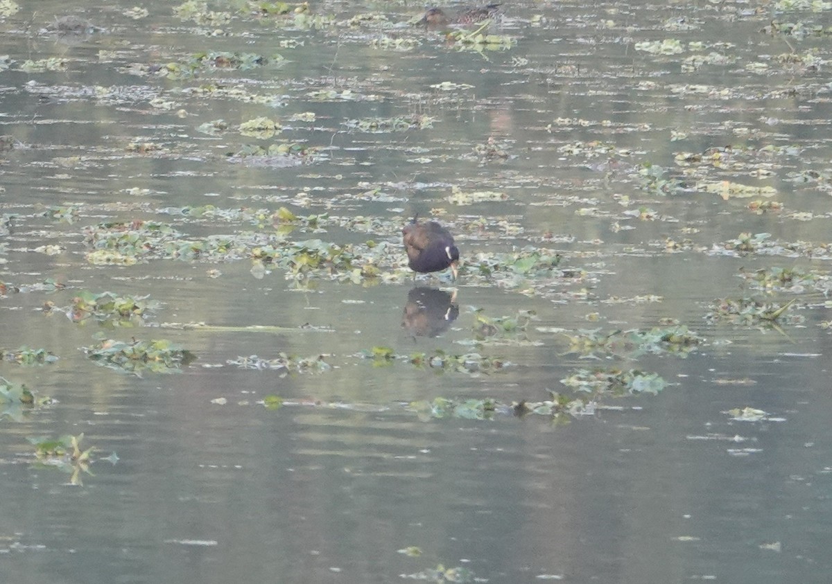 Бронзовокрылая якана - ML647893458