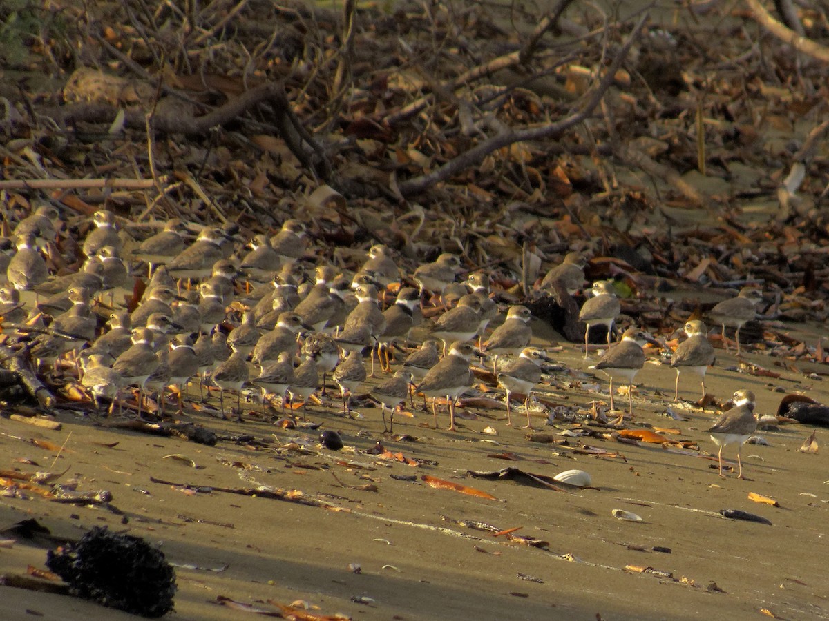 Вильсонов зуёк - ML647893459