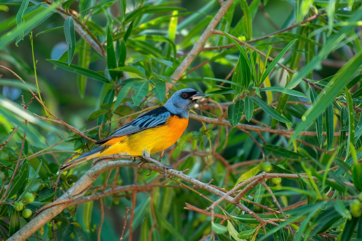 Сине-жёлтая танагра - ML647893460