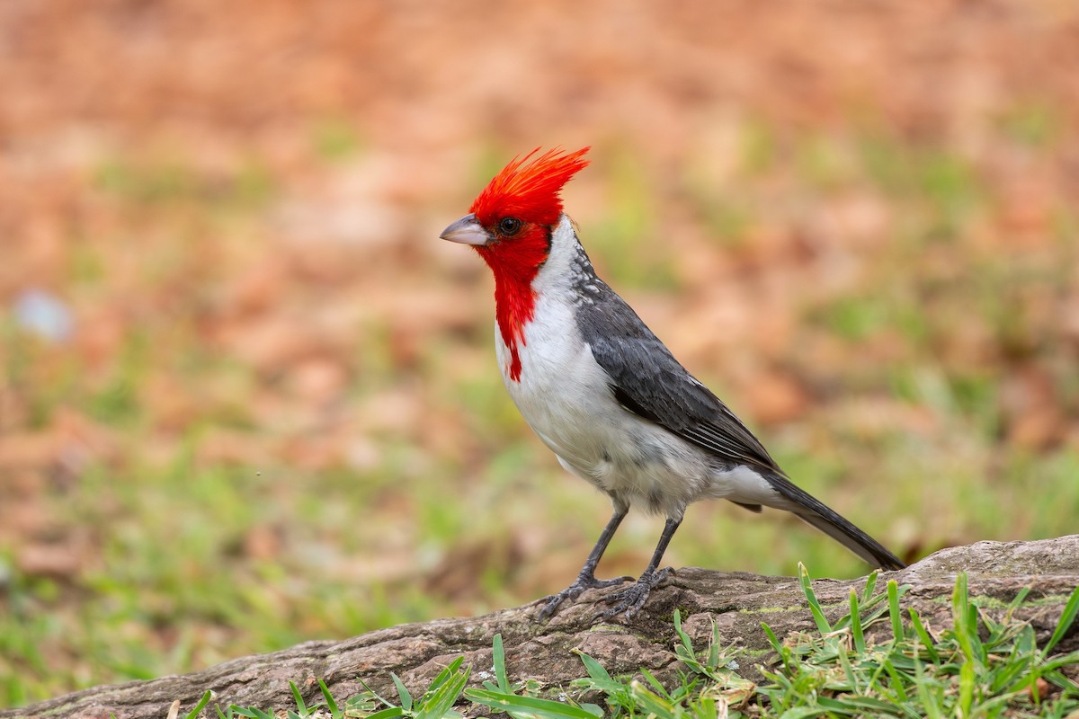 Краснохохлая танагра-кардинал - ML647893462