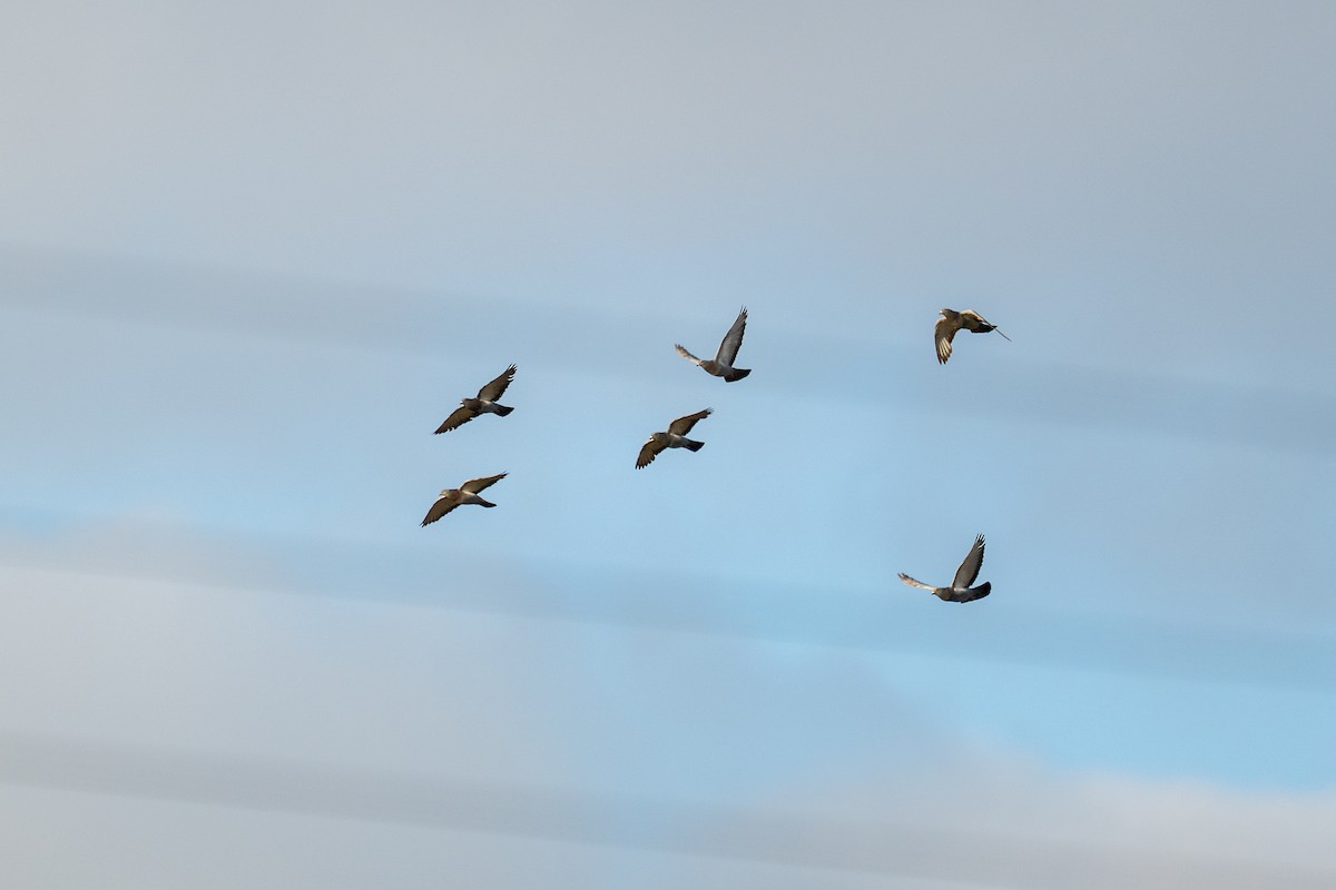 Сизый голубь (Одомашненного типа) - ML647893463