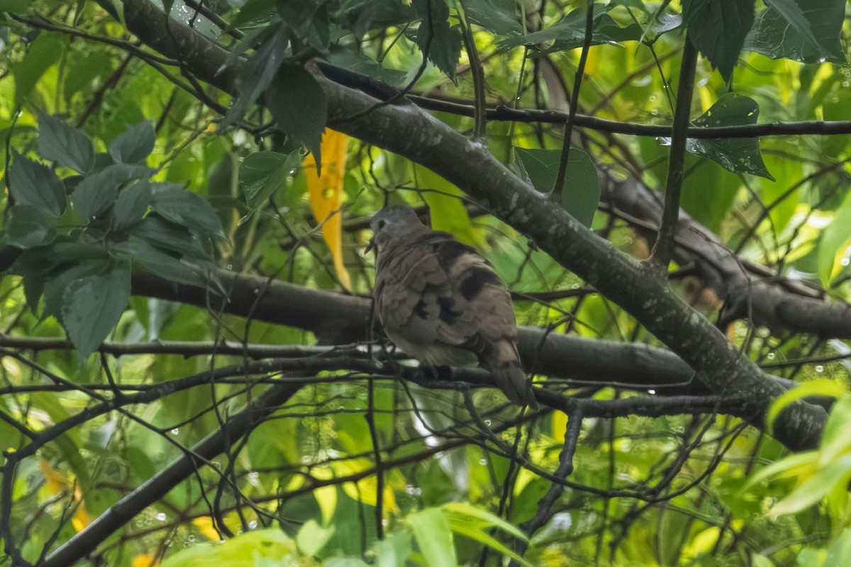 Зеленокрылая лесная горлица - ML647893464