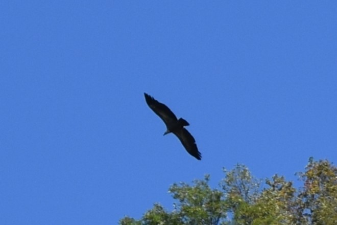 Белоголовый сип - ML647893466