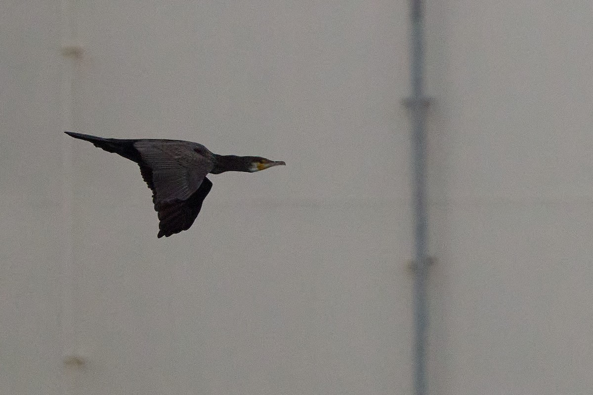 Большой баклан - ML647893467