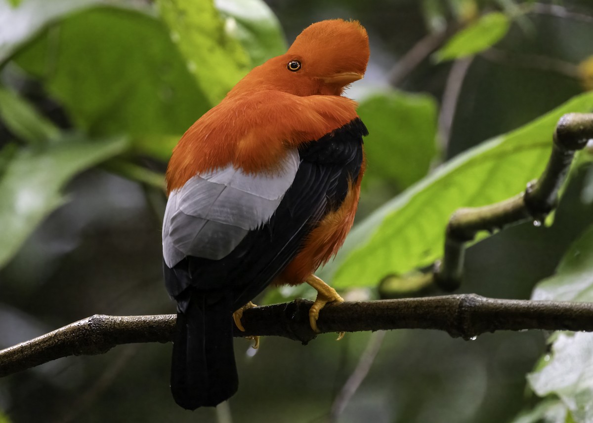 Андский скальный петушок - ML647893468