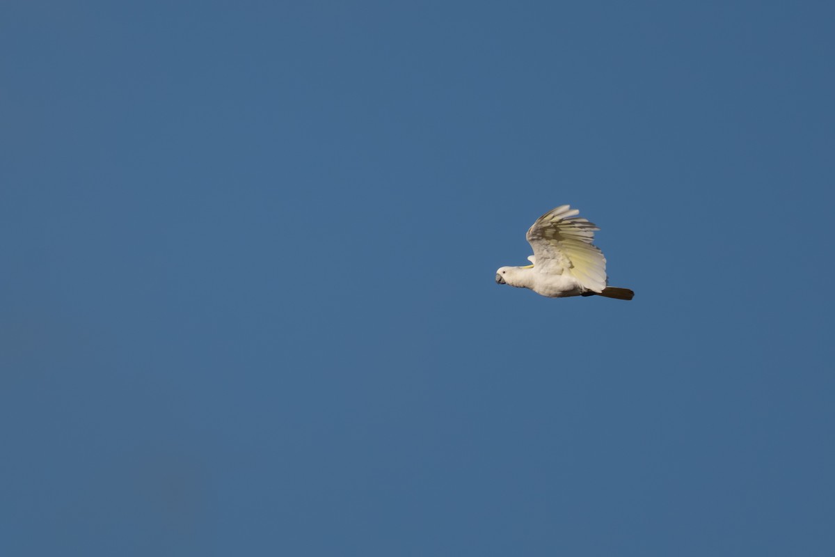 Большой желтохохлый какаду - ML647893471