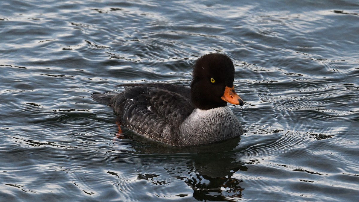 キタホオジロガモ - ML647893512