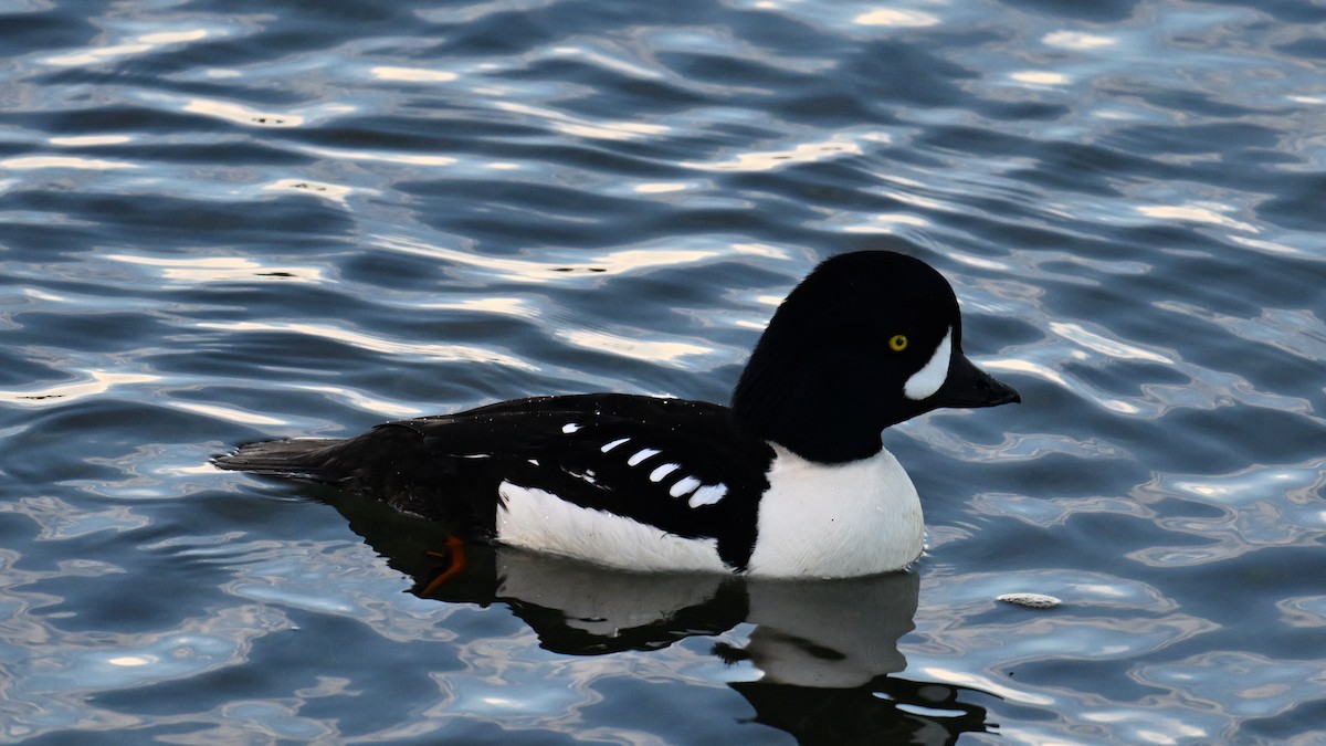 キタホオジロガモ - ML647893513