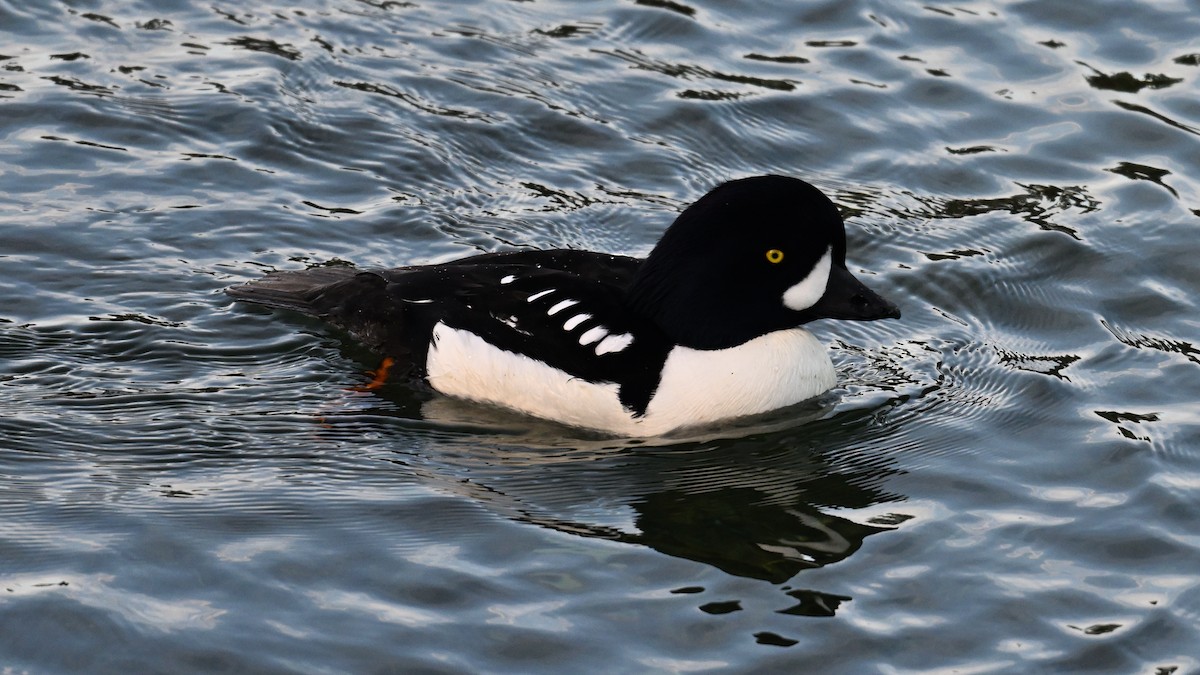 キタホオジロガモ - ML647893514