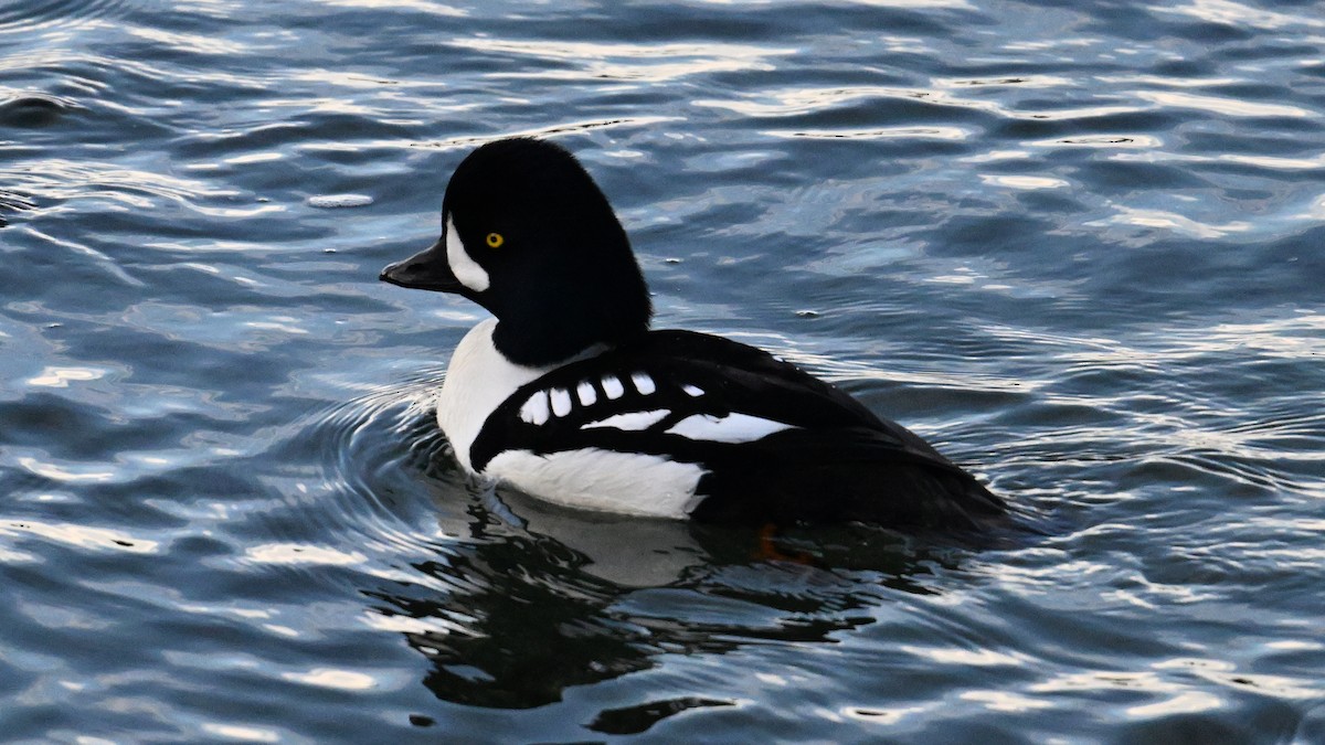 キタホオジロガモ - ML647893515