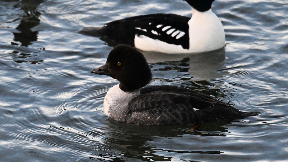 キタホオジロガモ - ML647893516