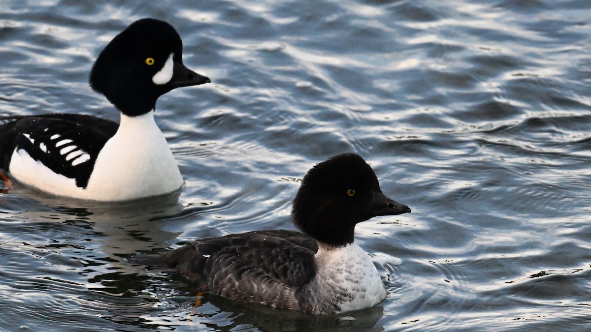 キタホオジロガモ - ML647893517