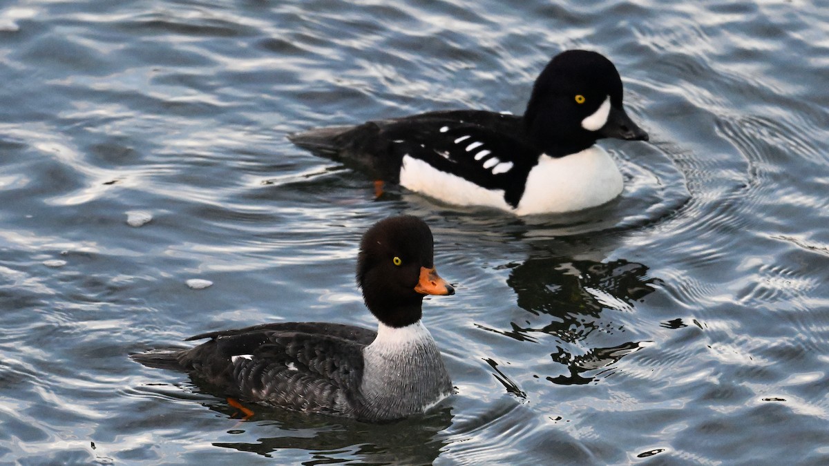 キタホオジロガモ - ML647893518