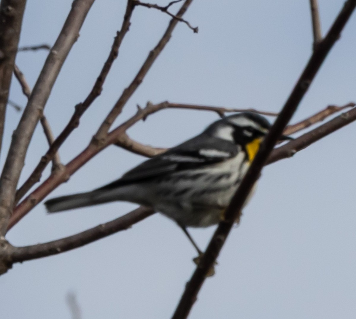 Paruline à gorge jaune - ML647893551