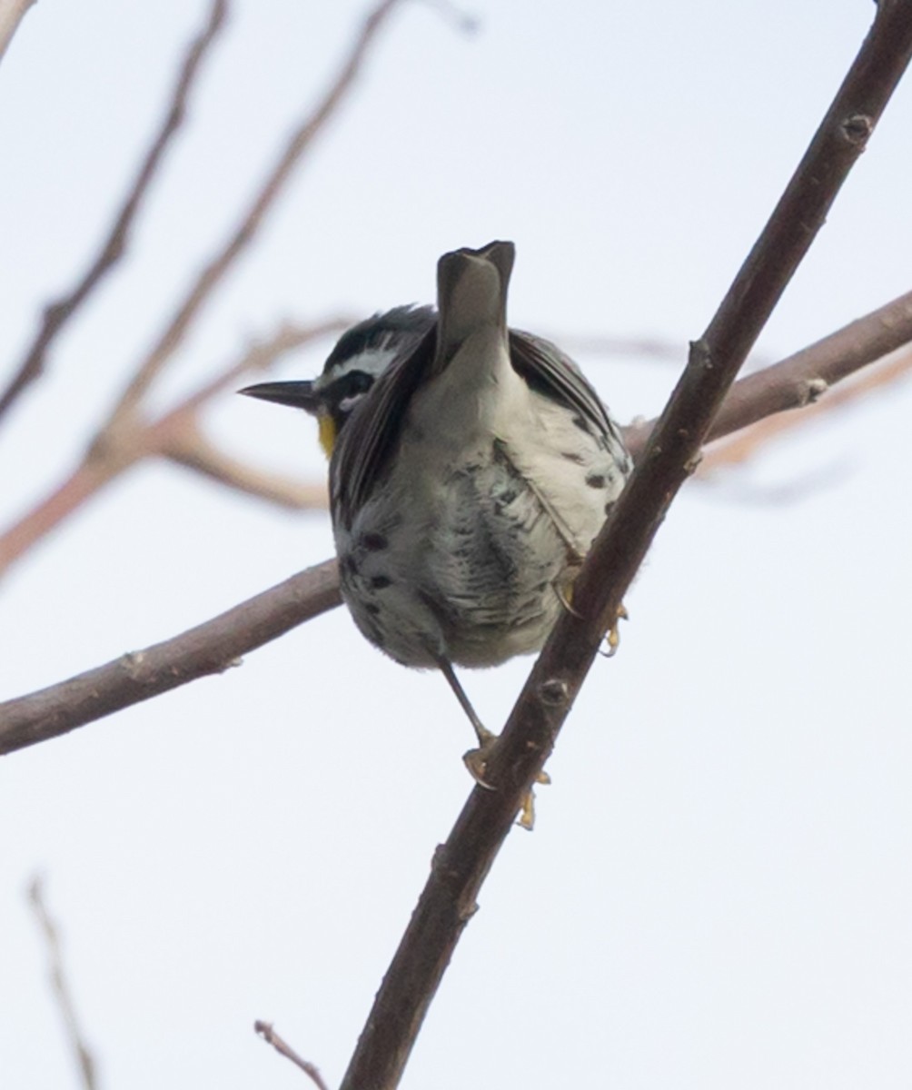 Paruline à gorge jaune - ML647893557