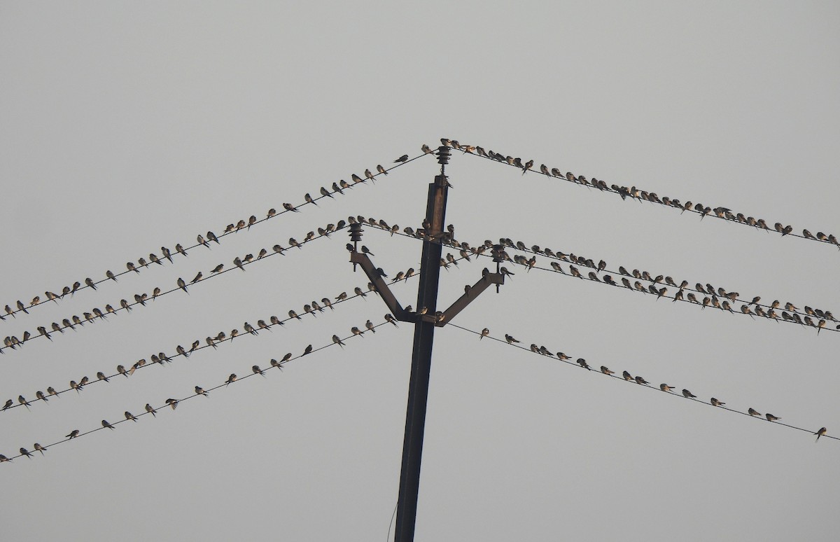 Ластівка сільська - ML647893598