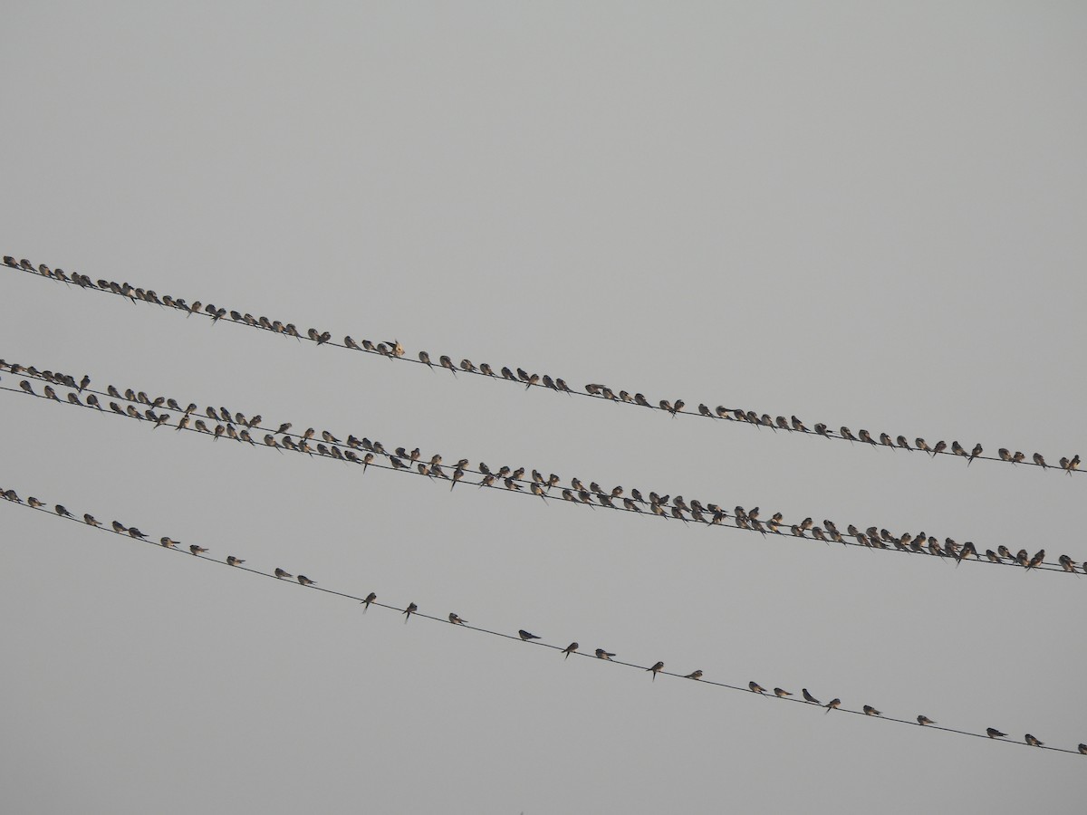 Ластівка сільська - ML647893603