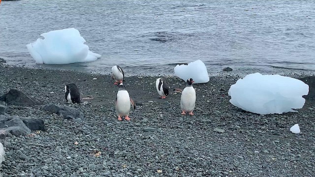 Adelie Penguin - ML647893646