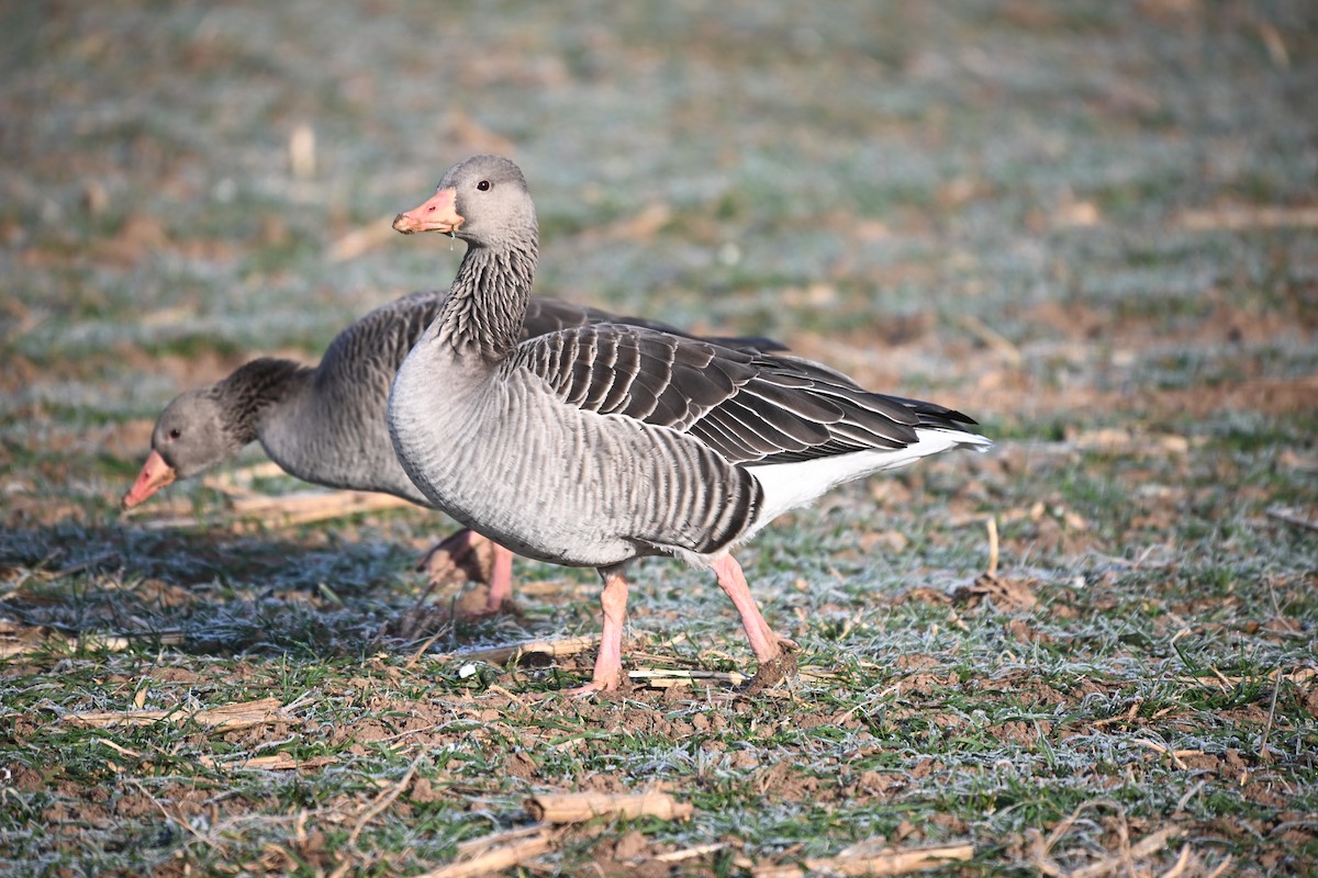 Antzara hankagorrizta - ML647893655