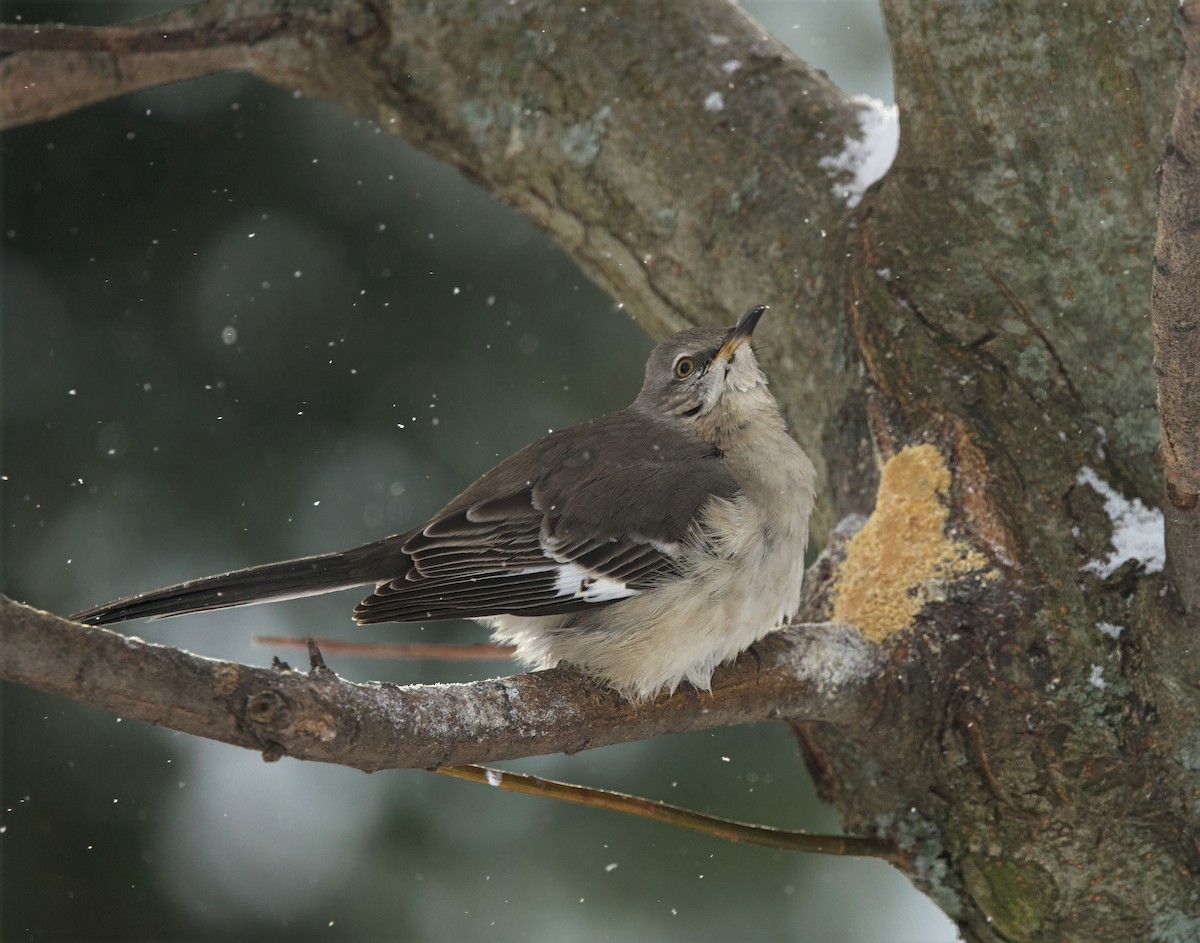 Northern Mockingbird - ML647893662