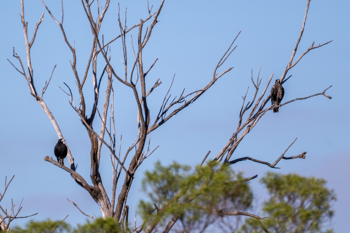 Australian Magpie - ML647893668