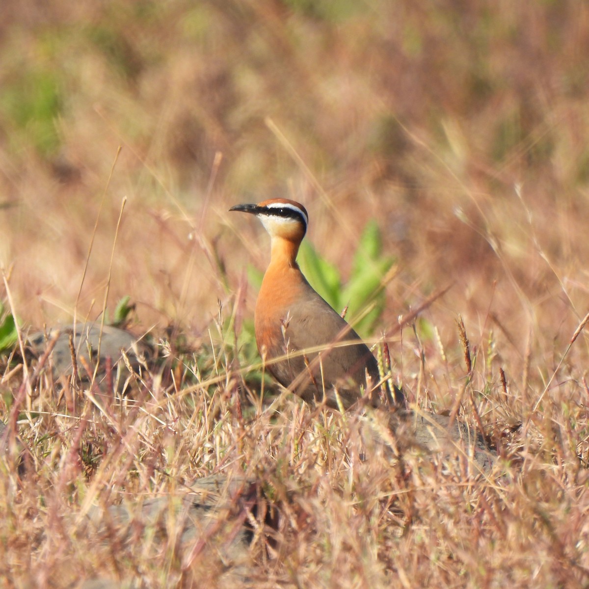 Indian Courser - ML647893670