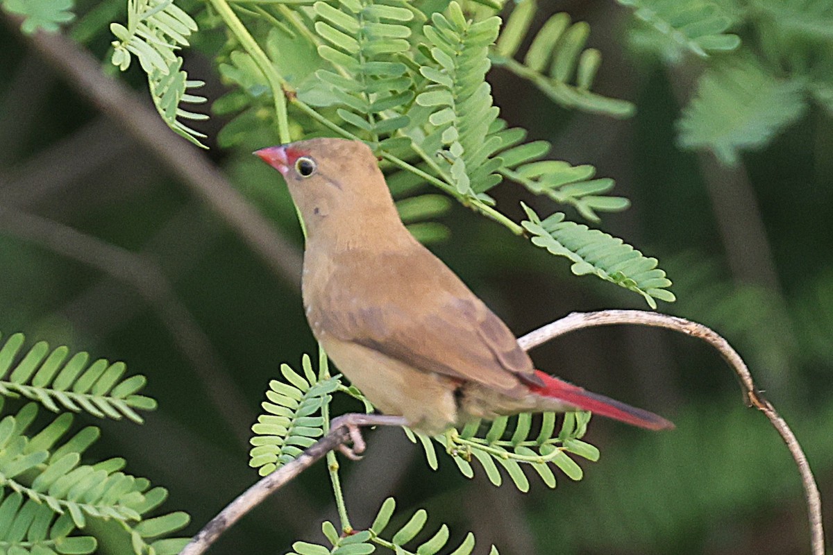 Red-billed Firefinch - ML647893672