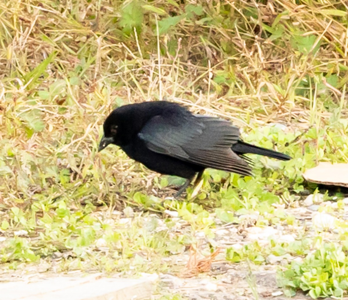 Bronzed Cowbird - ML647893673