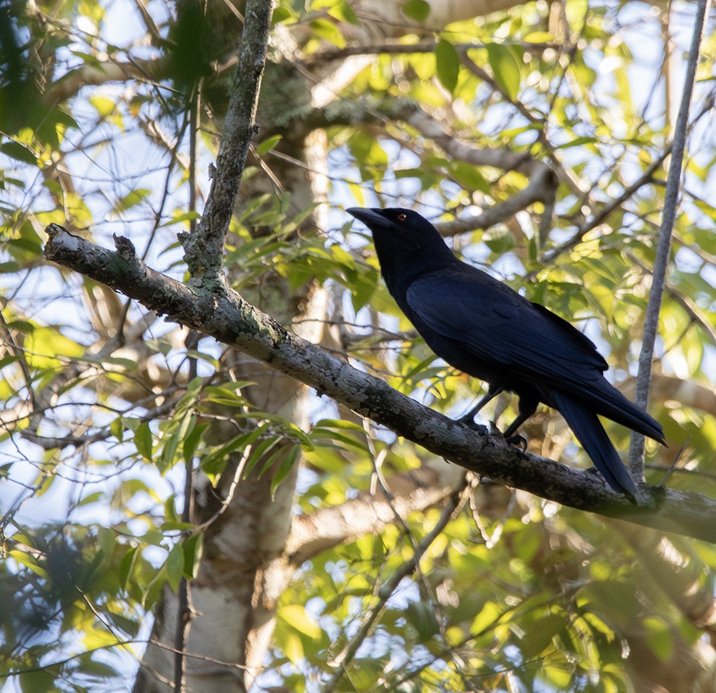 White-necked Crow - ML647893674