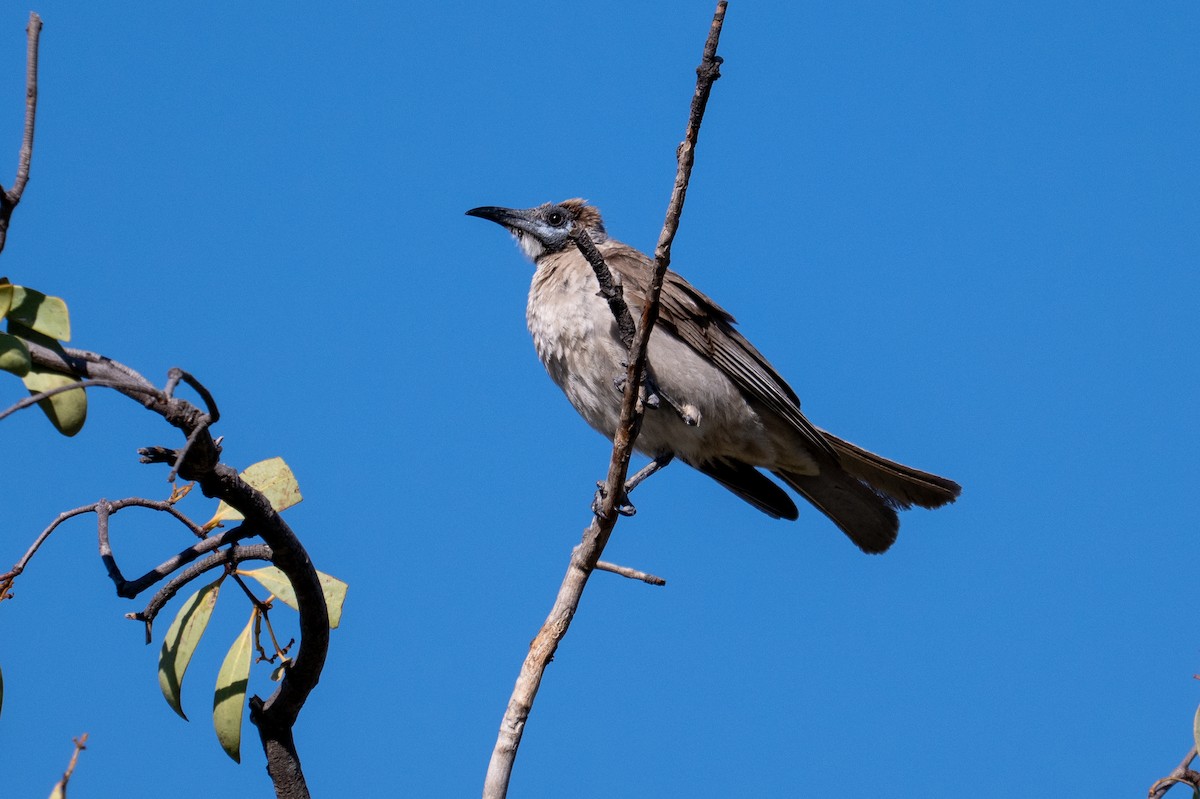 Little Friarbird - ML647893675
